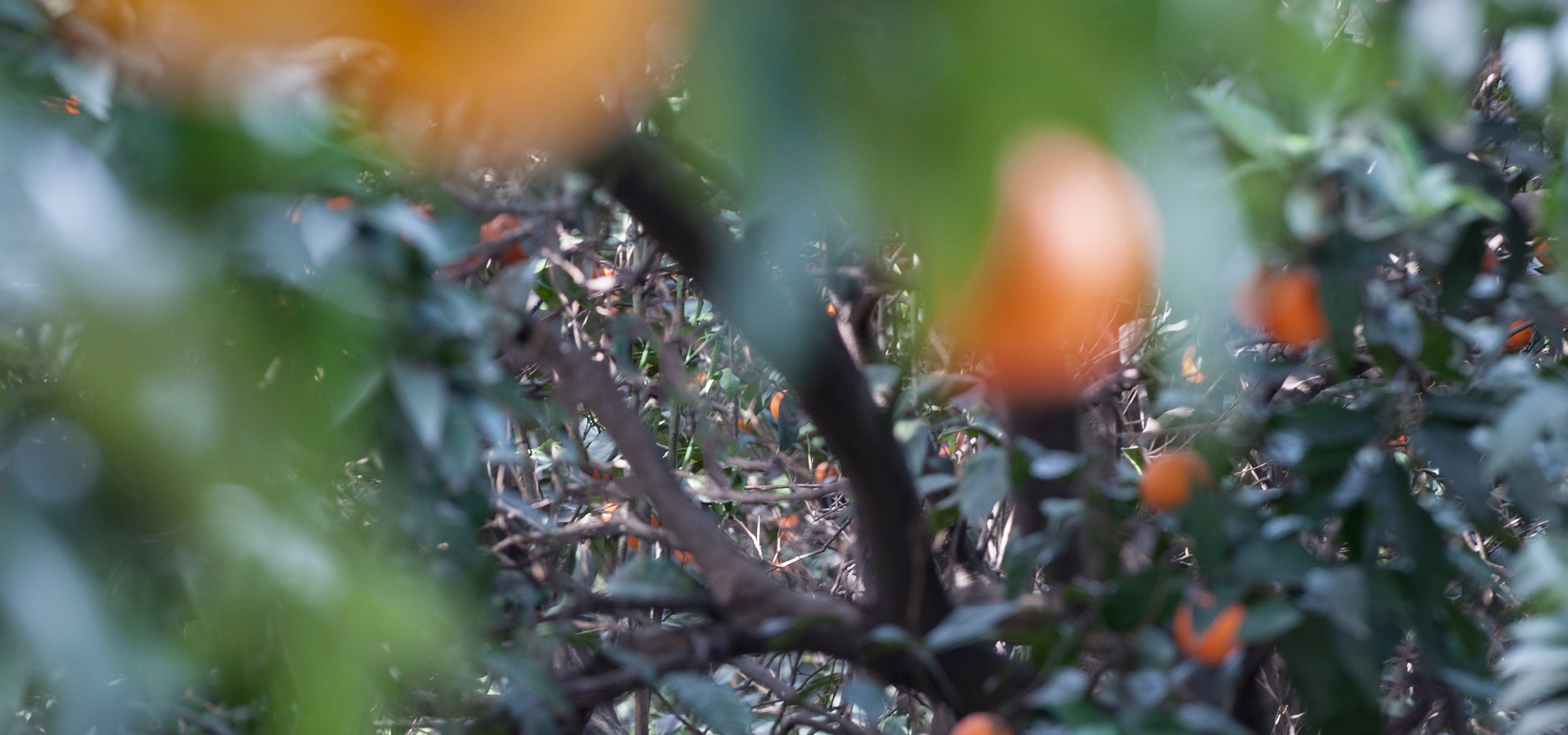 News Salone del Mobile 2016 | Ethimo