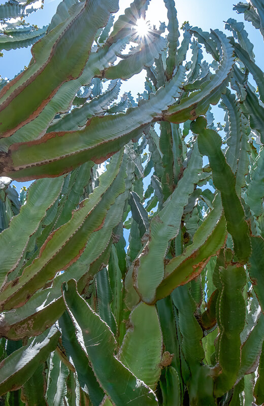 Ethimo in Pantelleria
